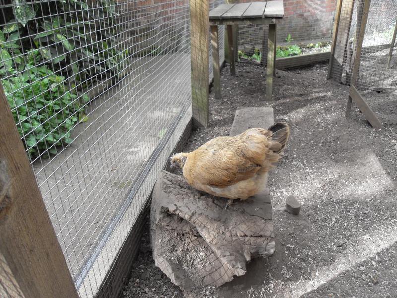 She pecks at the log