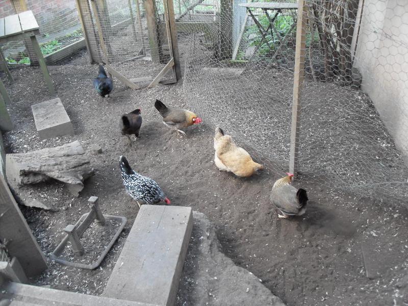 The six girls scratch together before bedtime