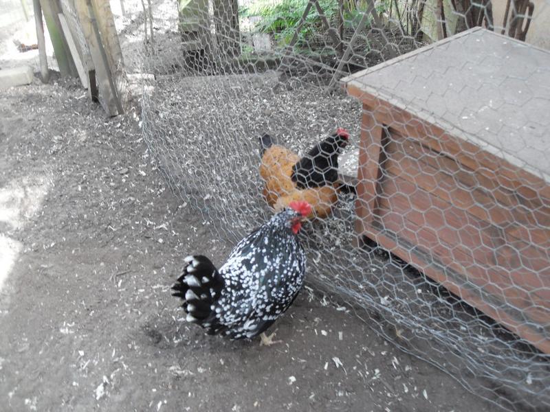 Speckles watching honey through the wire