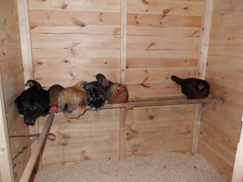 Like last time the girls have left a gap where Topaz and Honey would usually be.