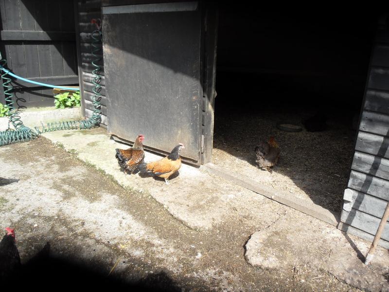 They face this bantam pekin together