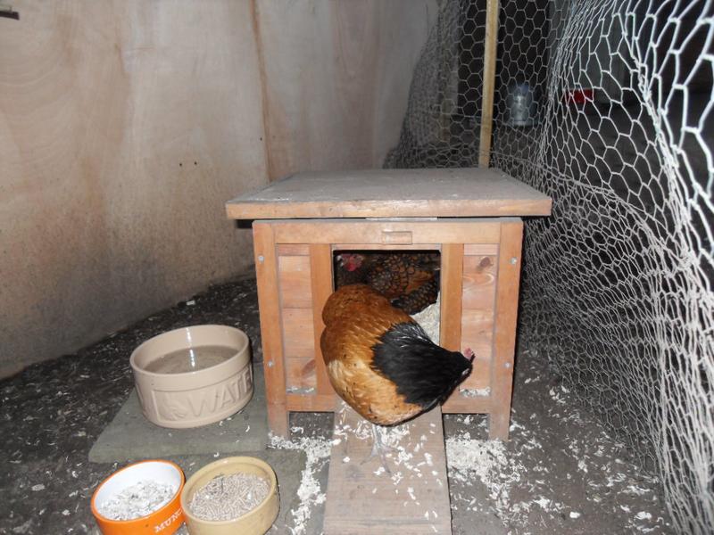 Topaz and Honey put themselves to bed