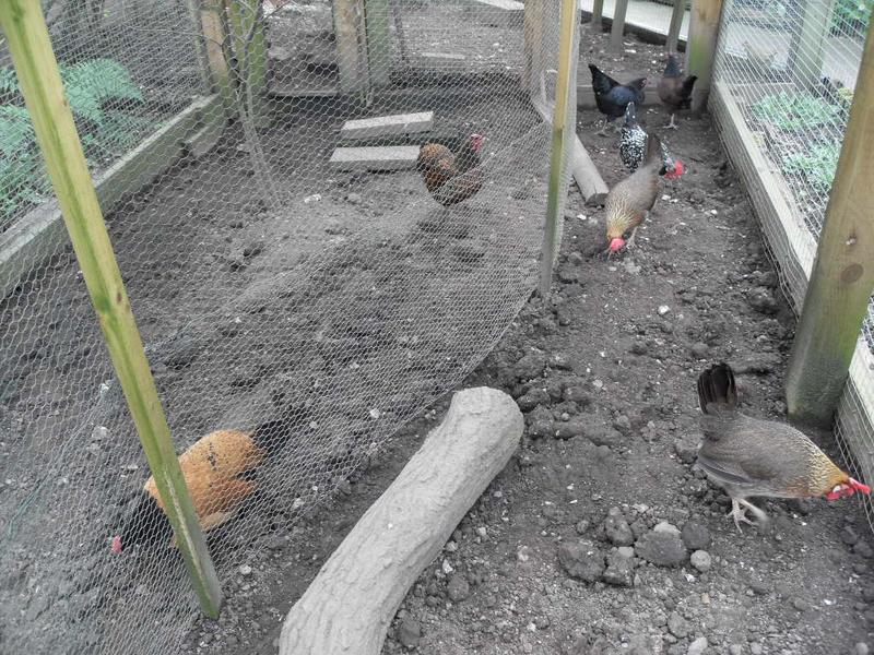 Topaz and Honey are now separated from the rest of the flock