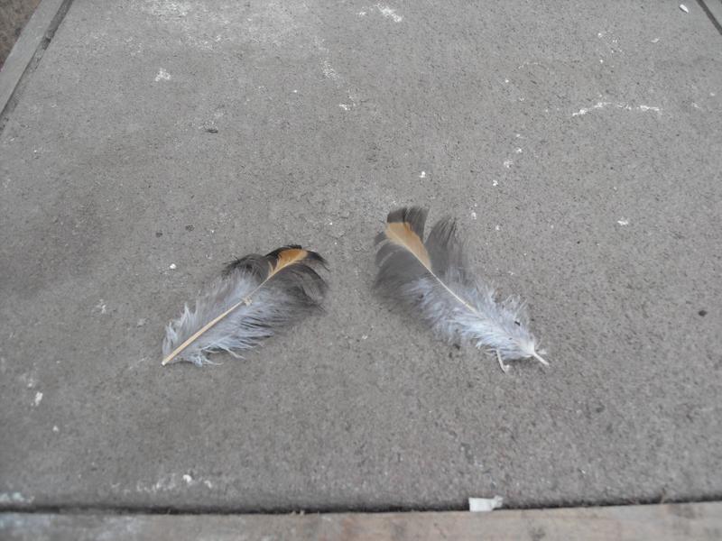 Topaz's tail feathers