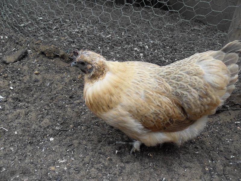 Butterscotch has feathers on her neck