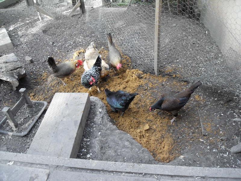 The girls immediately set to work scratching in the sand