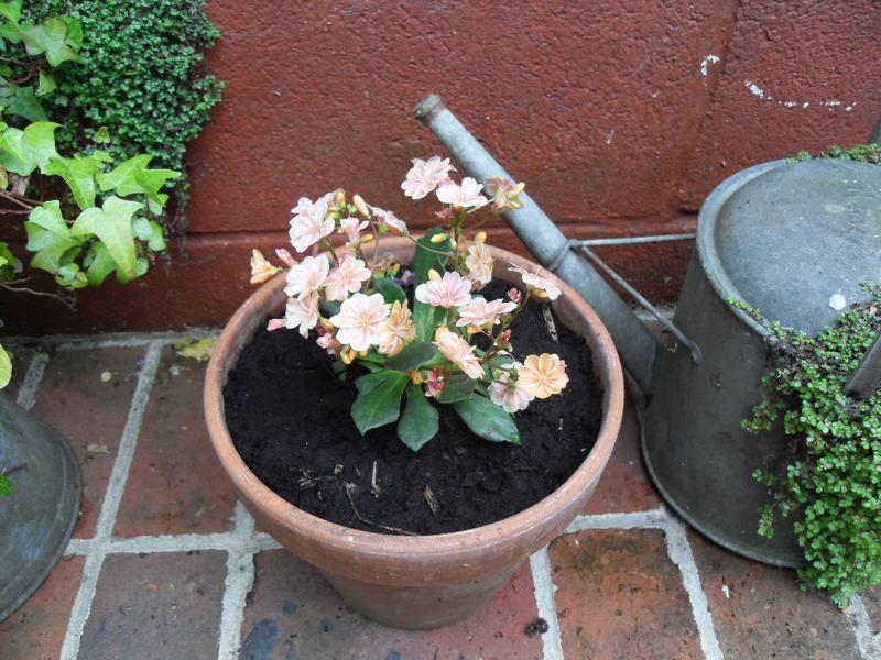 A new plant for an empty pot