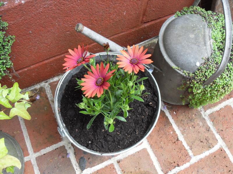 A replacement plant for my chicken bucket