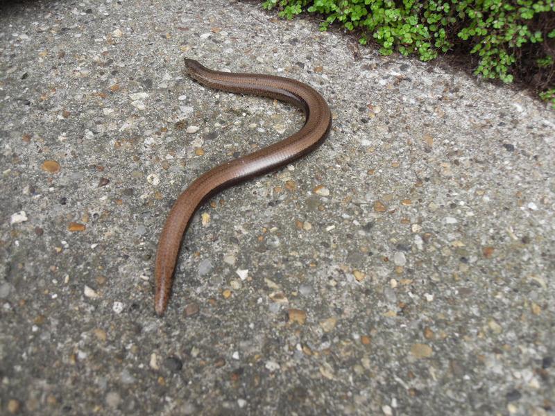 Another slow worm