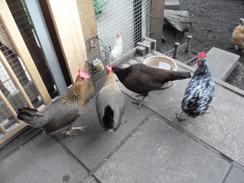 Barley, Peaches and Toffee peck the corn while Speckles tries to find a way in