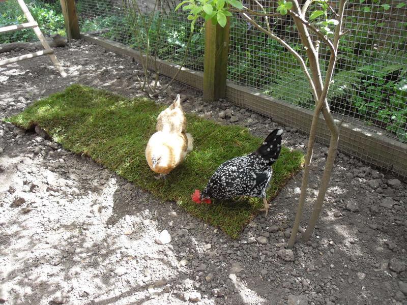 Once the other girls had lost interest Butterscotch and Speckles had the turf to themselves