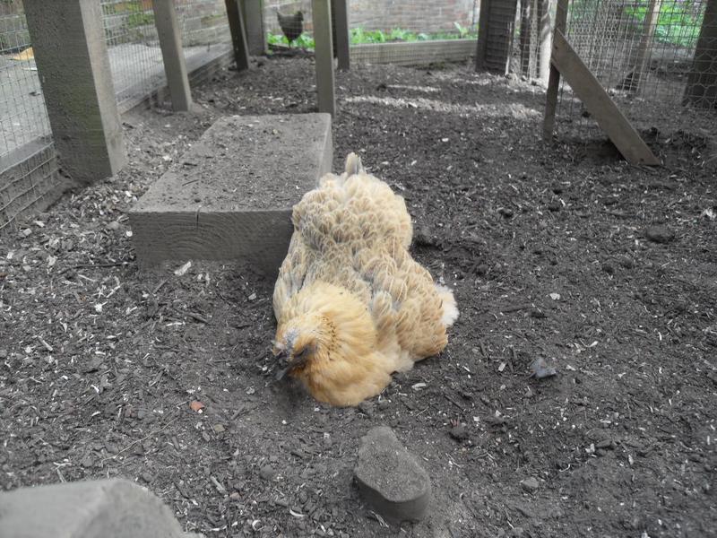 Butterscotch has a dust bath