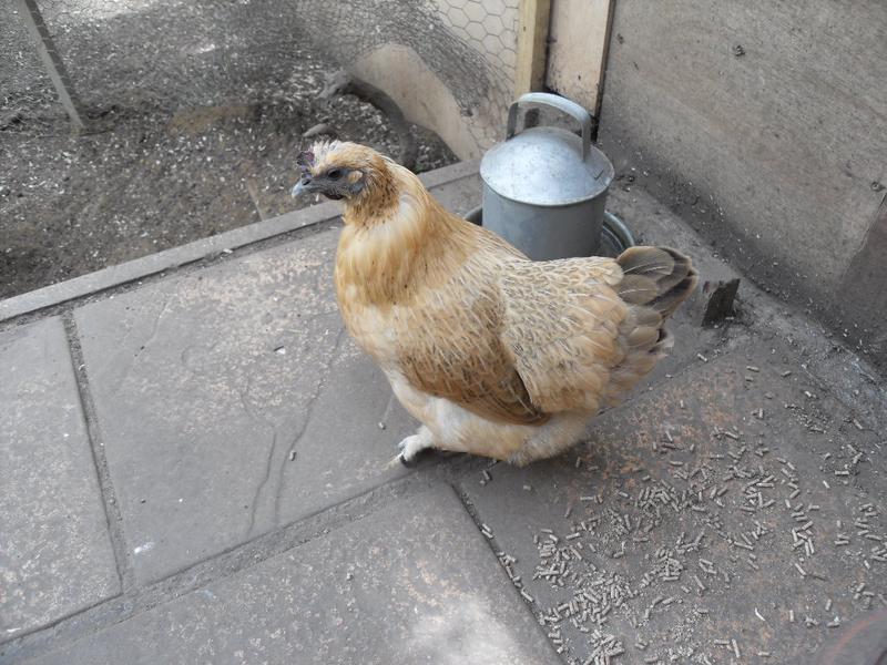 Butterscotch had these feathers back in