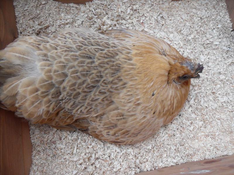 A bare patch once more on Butterscotch's head