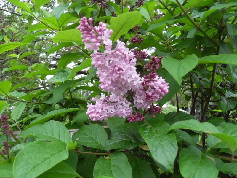 Close up of fully opened flowers