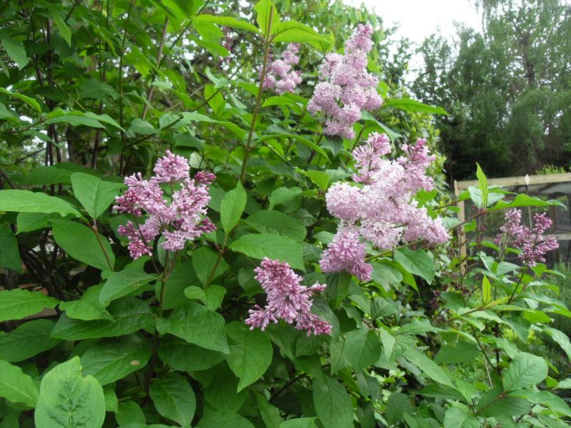 A close up of the blooms