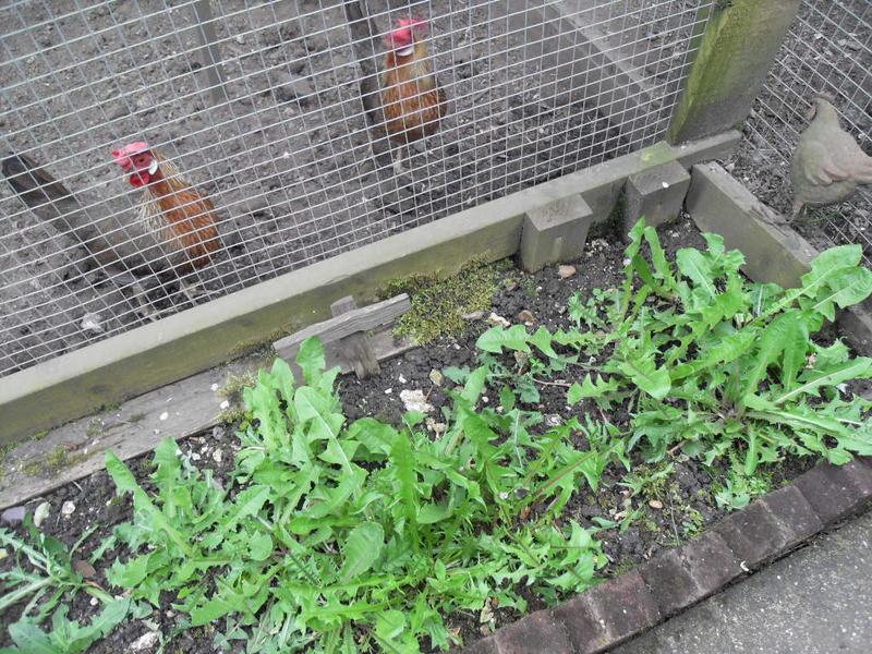 The girl's dandelion patch