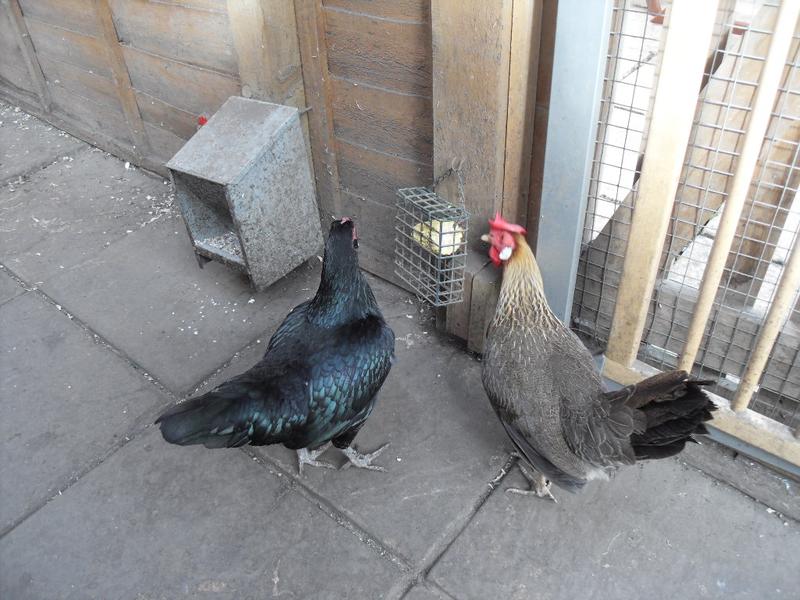 Emerald and Barley were the first to investigate the corn