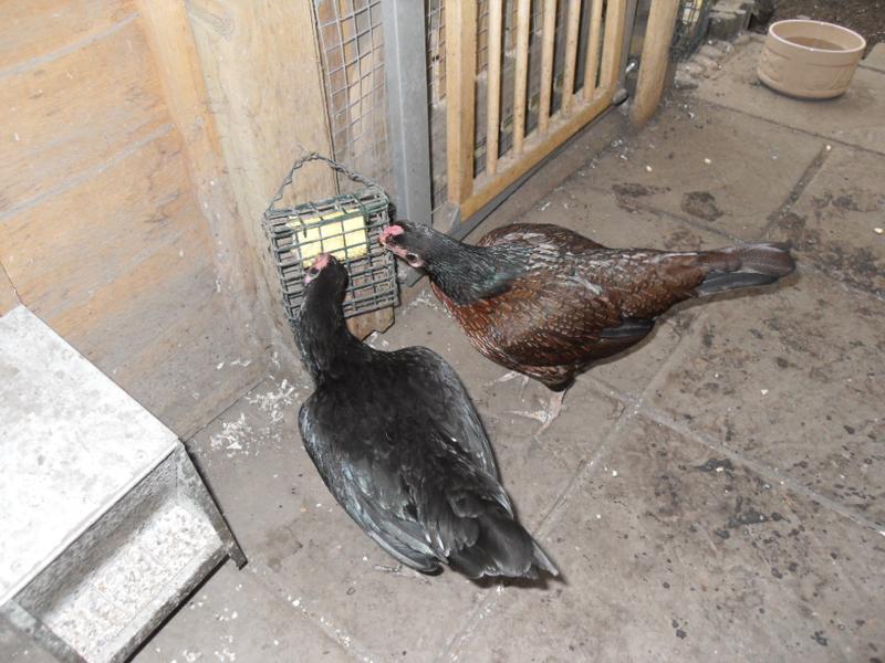 Emerald and Toffee were the first to the corn this time