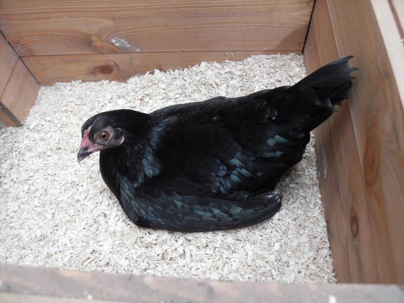 Emerald in the nest box