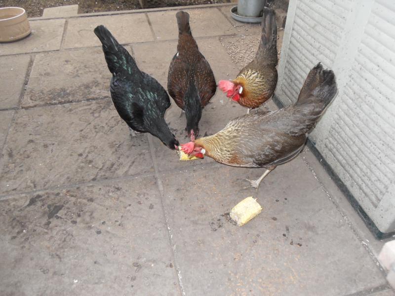 Four girls pecking at the corn
