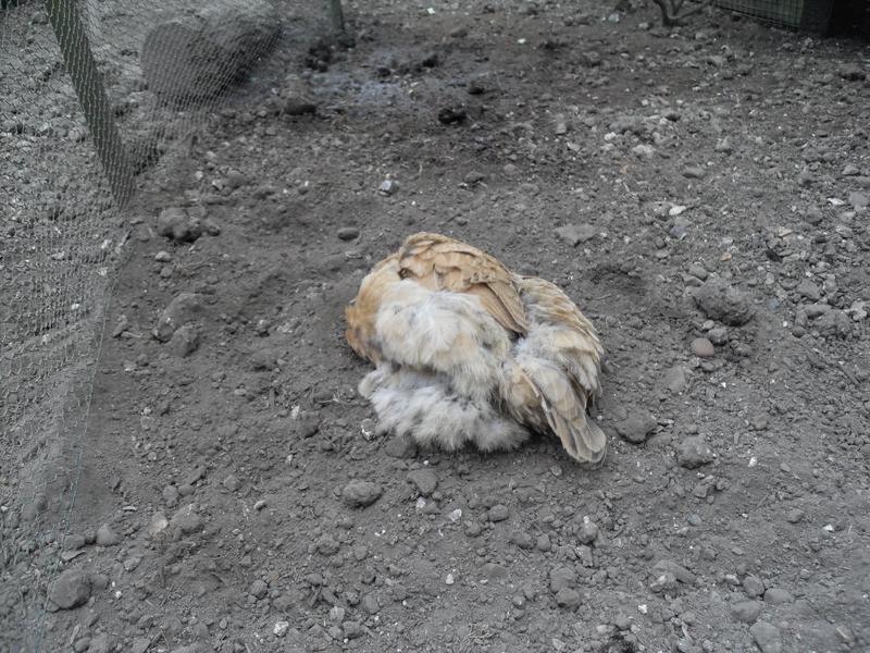 Headless chicken