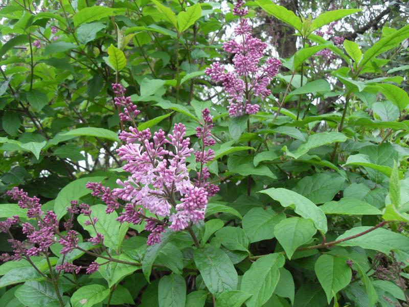 Lilac flowers