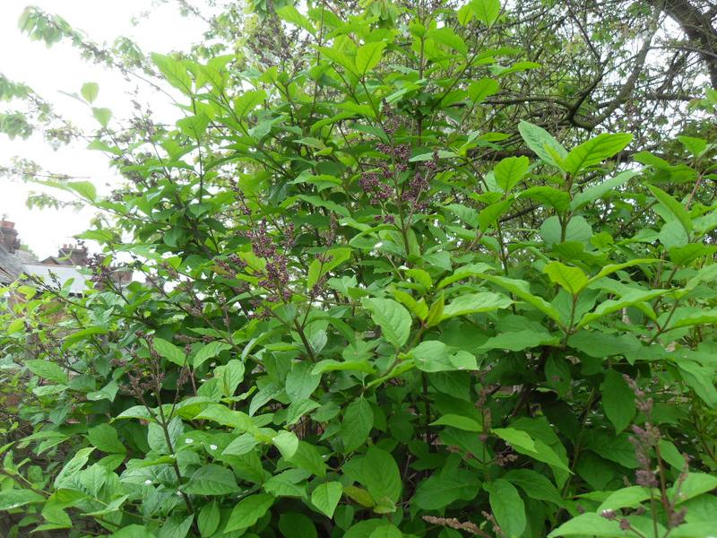 Lilac in bud