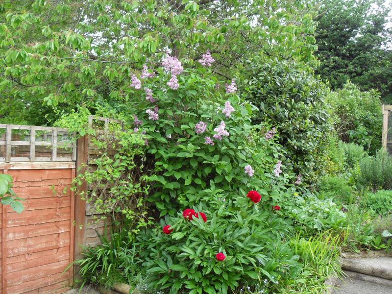 Lilac and peonies