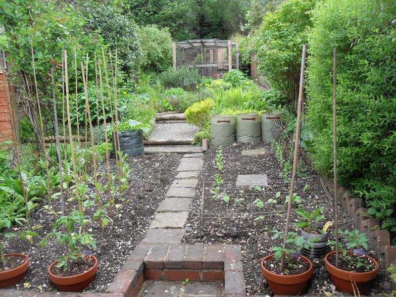 Looking over the veg plot