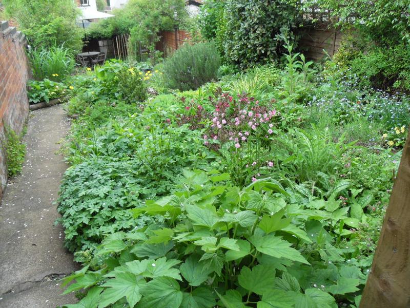 Looking down from the chicken run towards the patio