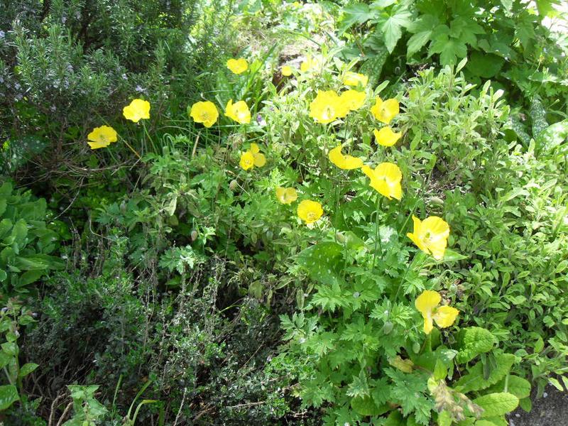 Open yellow poppies