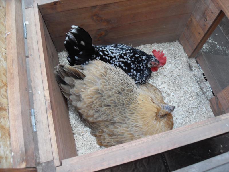 Speckles was in the nest box with butterscotch