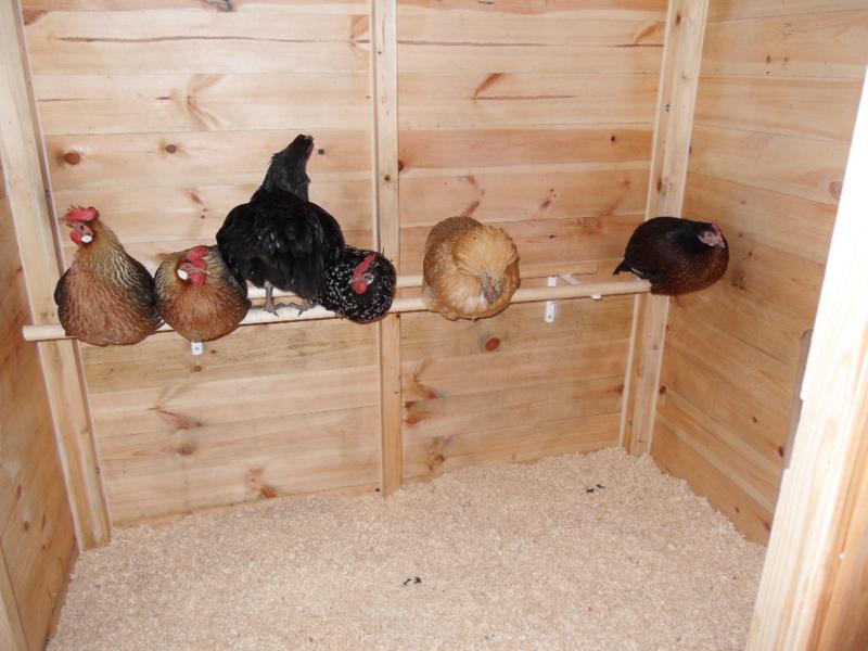 She displaces Emerald so that she can have her spot at the side of the shed