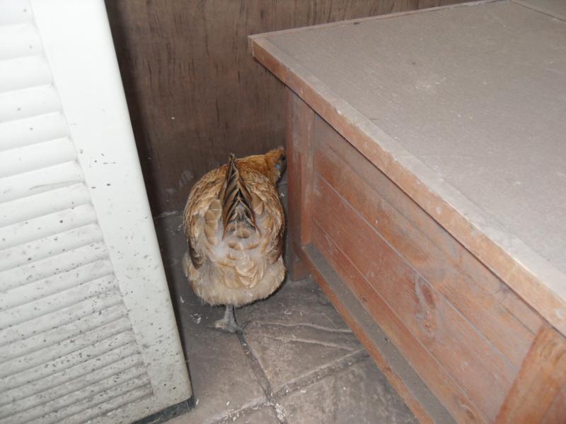 Then she makes her way back to the nest box