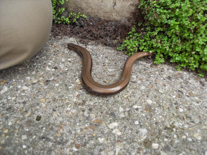 Slow worm on our front path