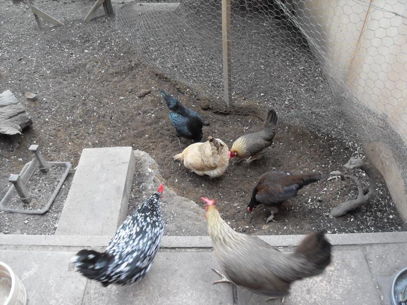 Speckles and Peaches watch over the girls as the sand disappears completely