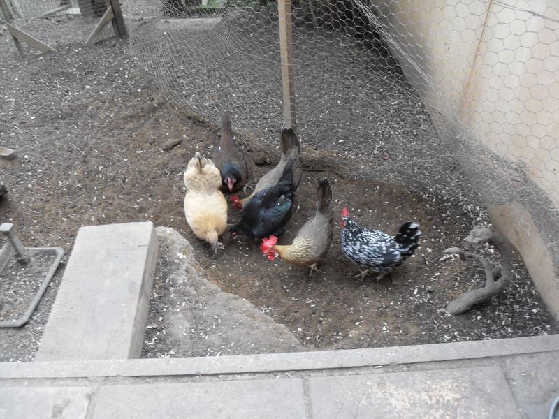 They soon had the sand well and truly scratched into the soil