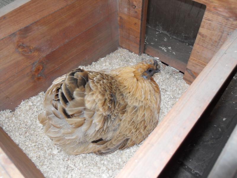 She sits in the nest box again