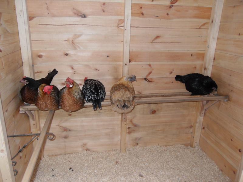 Toffee is on the left up against the side of the chicken shed