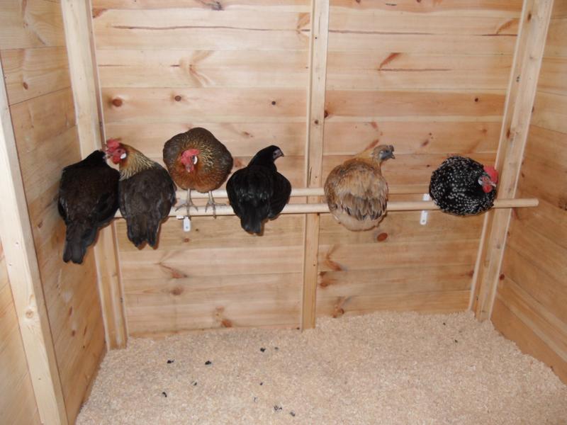 Toffee is on the left again a few nights later