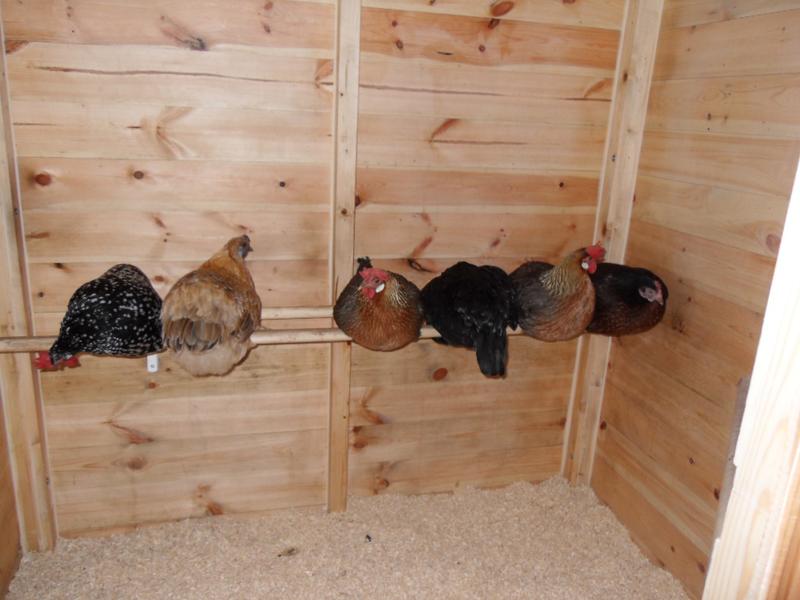 Toffee on the right