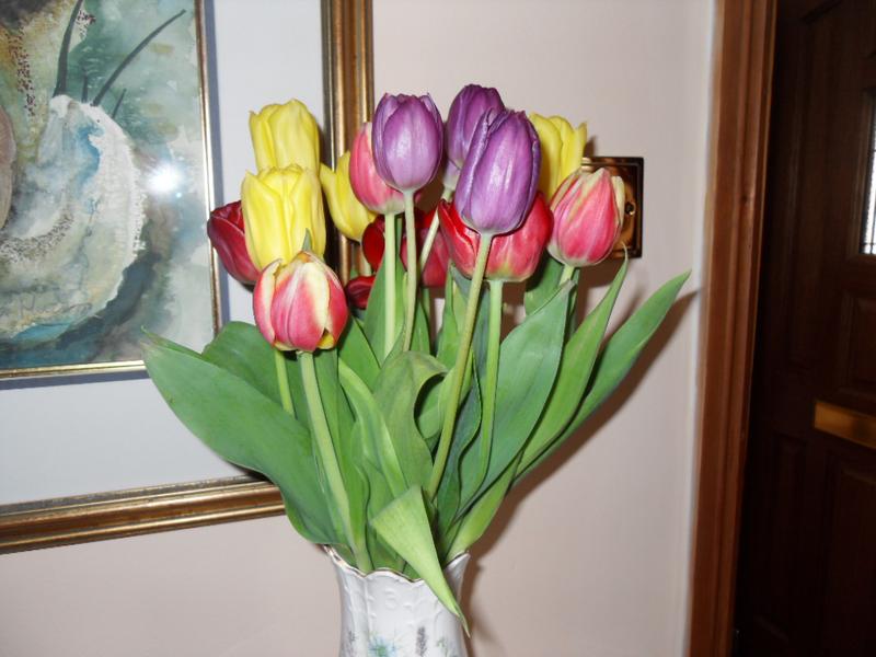 Tulips a week later