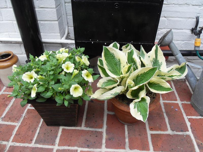 Two plants as a moving in giflt