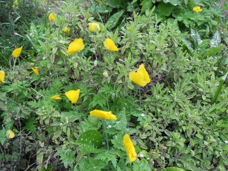 Yellow poppies are pretty even when closed in the shade