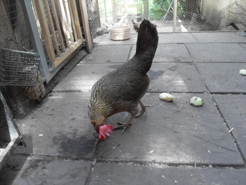 And Peaches who is pecking around on the patio