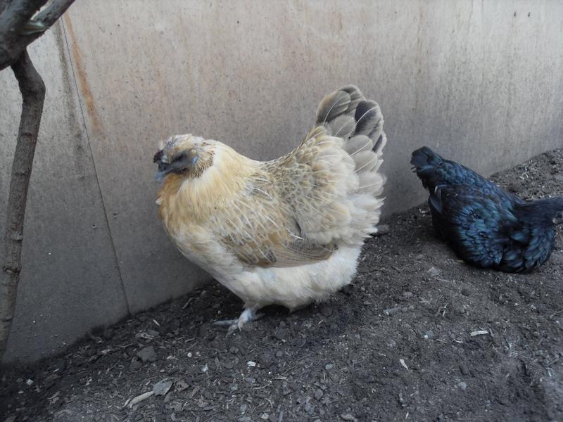 Another view of Butterscotch's feathers