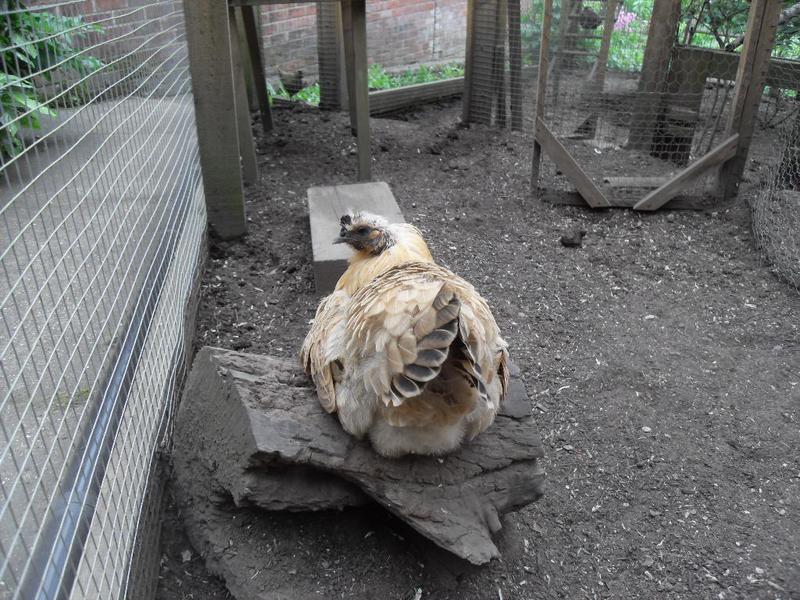 Butterscotch sits on the log