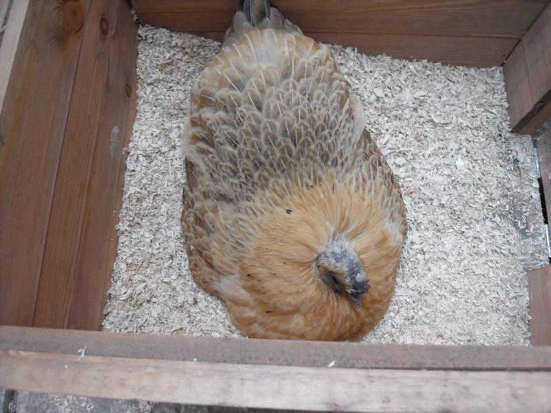 Butterscotch stays in the nest box