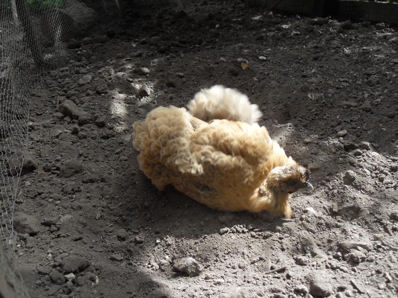 Butterscotch takes a dust bath